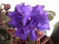African Violet - Yesterday's Kiss